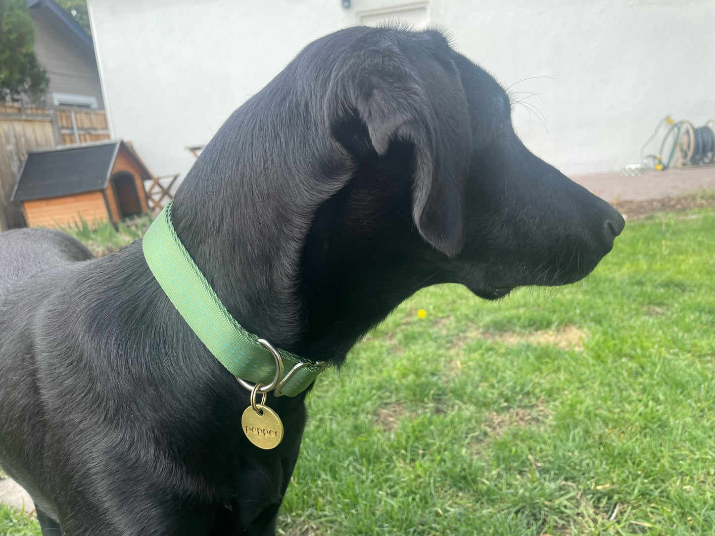 Dog Collar
