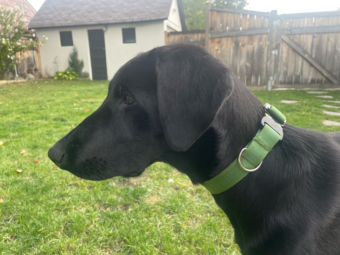 Dog Collar